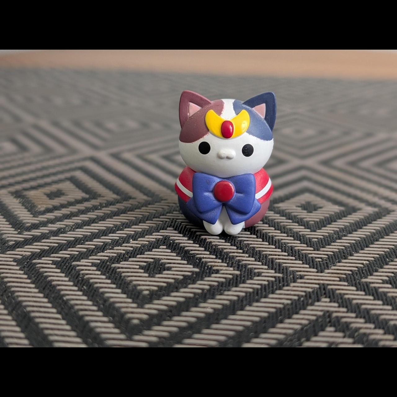 限定1株　P. willinckii 'Sailor Mars’ OC 限定1株 P. willinckii 'Sailor Mars' OC 限定1株 P. willinckii