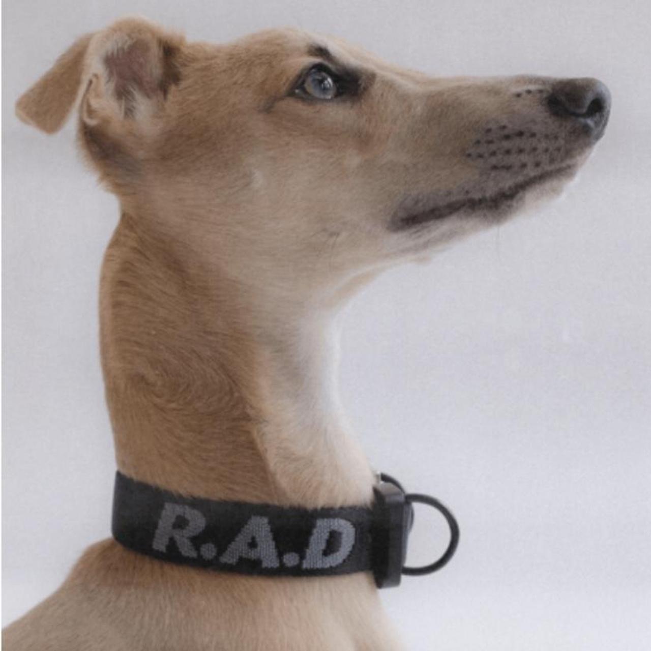 Rad dog collar hotsell