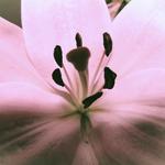 closetmontage's profile picture
