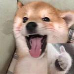 babimangosalsa's profile picture