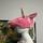 item listed by joeexotic7