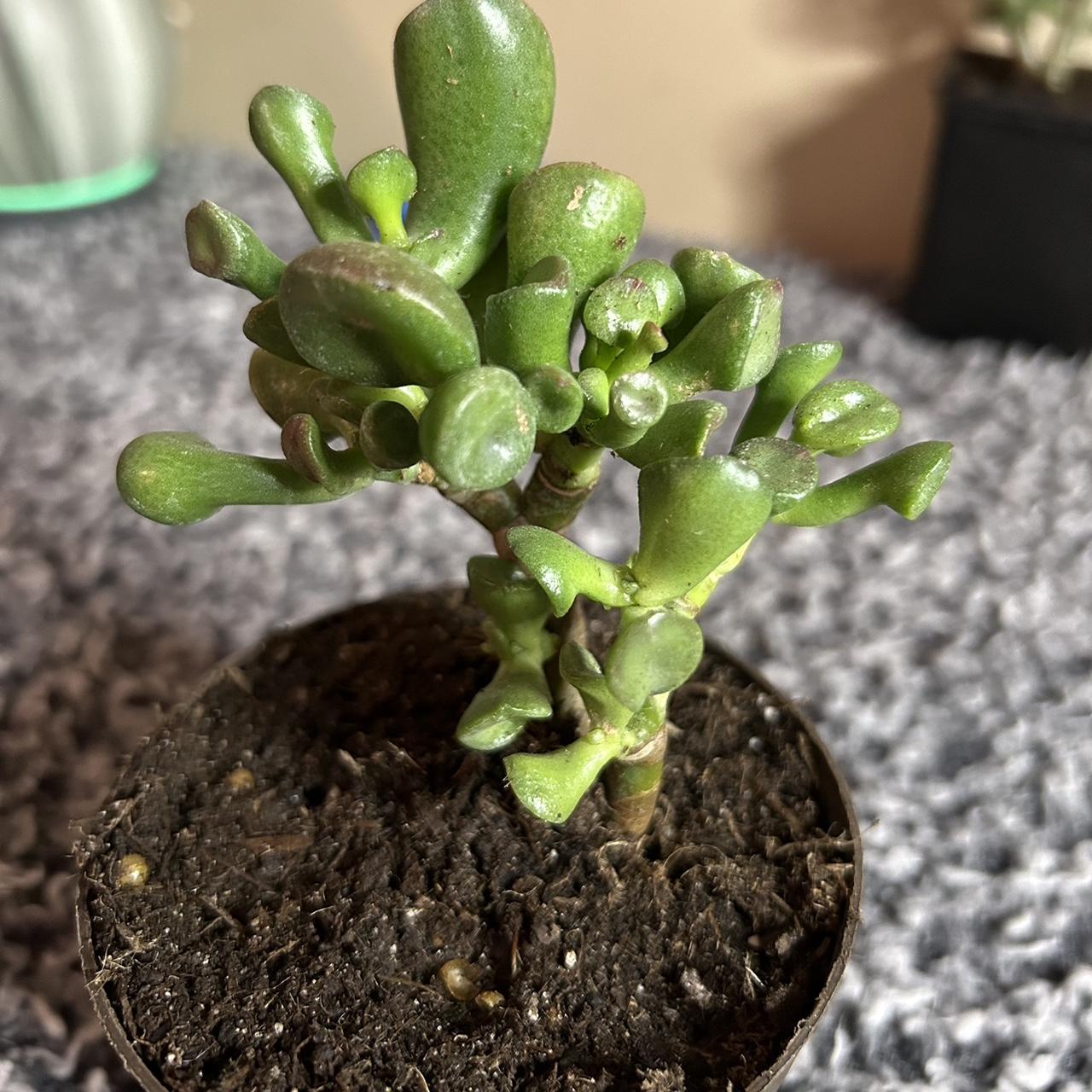 LIVE jade plant! 3” pot!! Never shipped plants... Depop