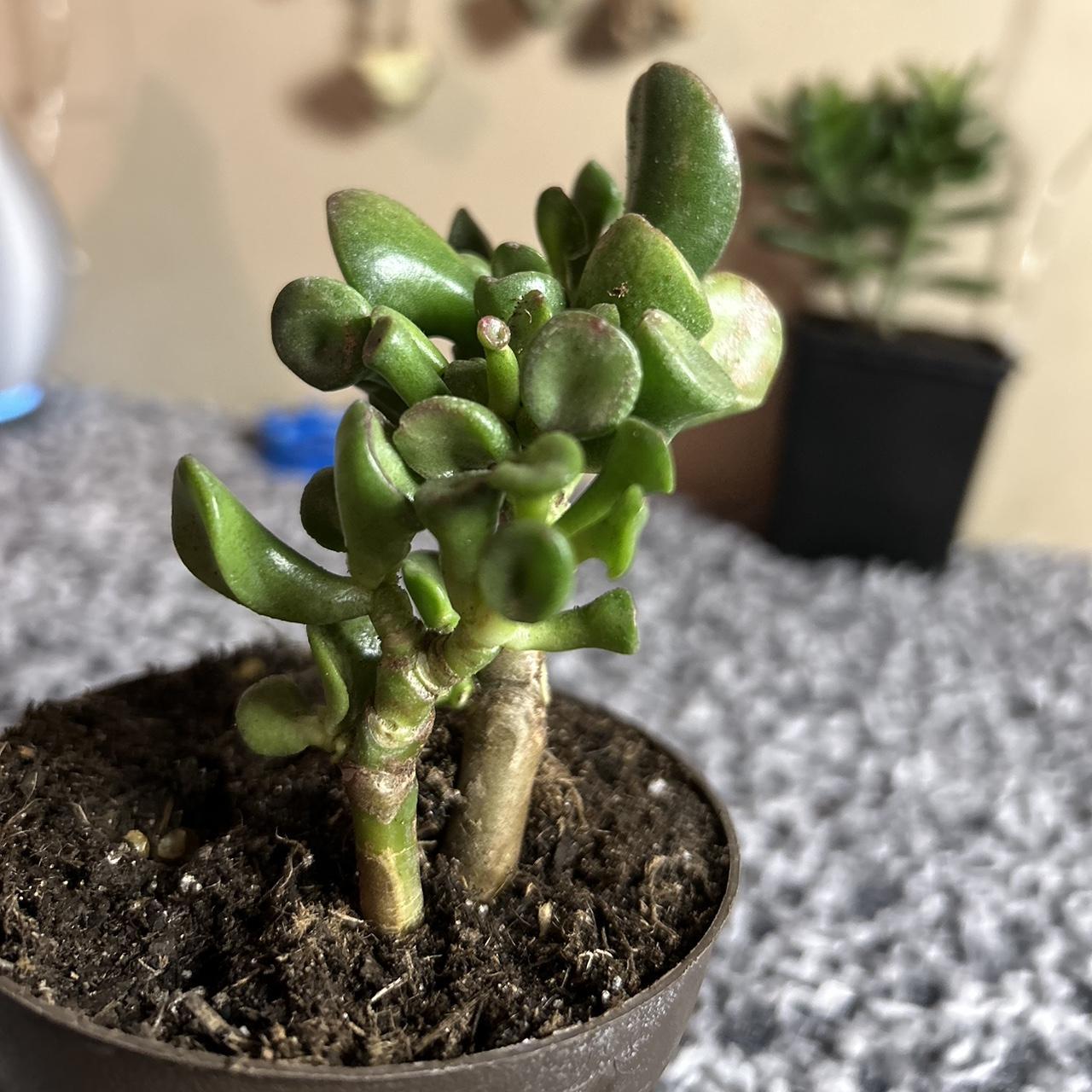 LIVE jade plant! 3” pot!! Never shipped plants... Depop