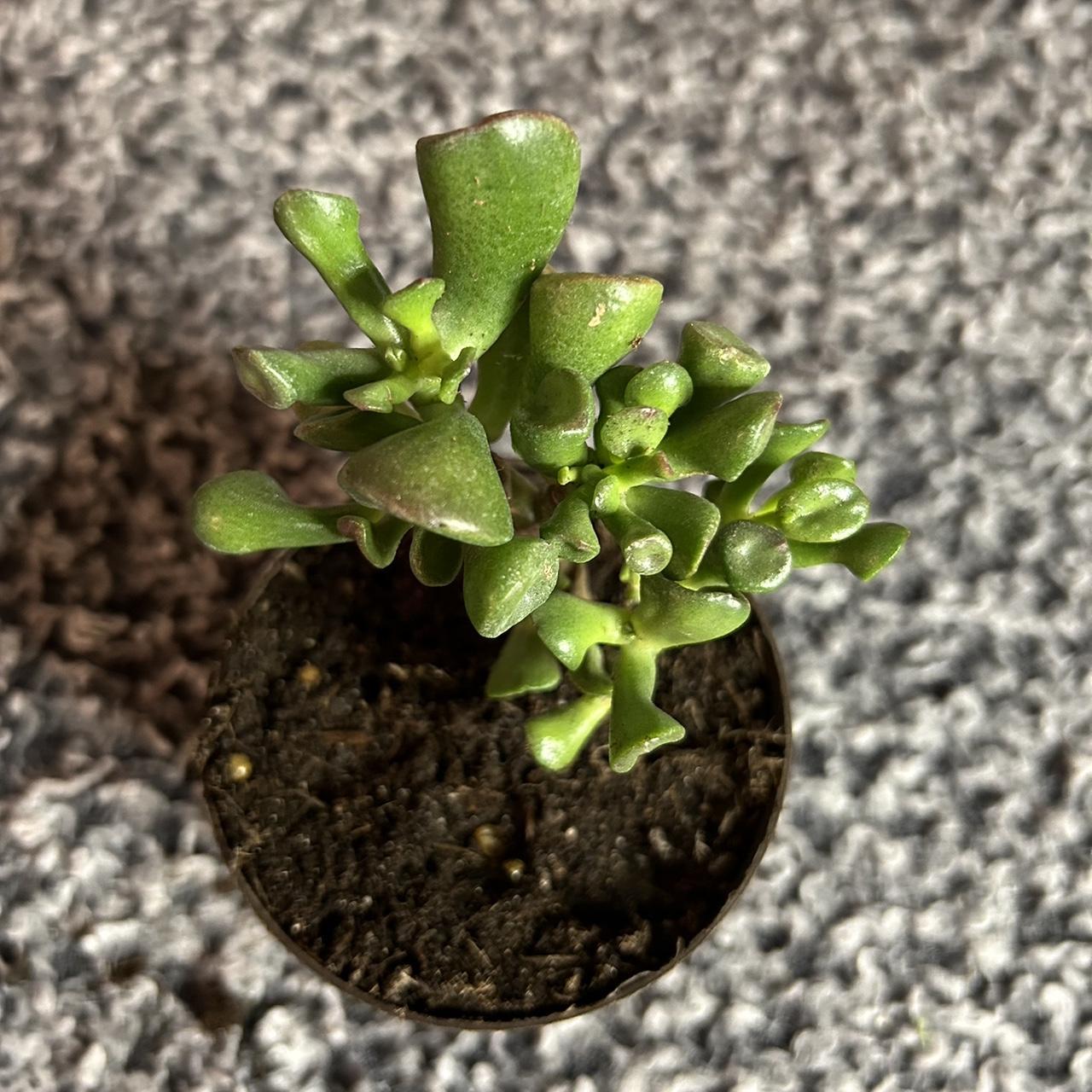 LIVE jade plant! 3” pot!! Never shipped plants... Depop
