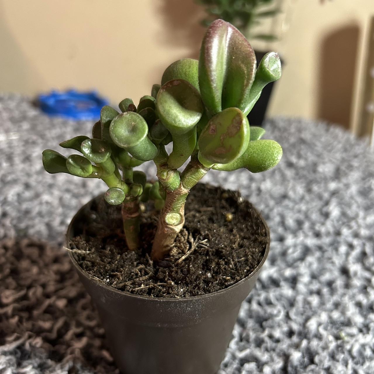 LIVE jade plant! 3” pot!! Never shipped plants... Depop