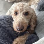 lindsjane2222's profile picture