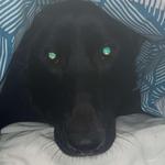 evintagemarket's profile picture