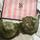 item listed by ellie2pointo
