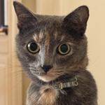 kiwi_mango's profile picture