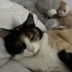 bellacloutierr's profile picture