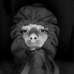 krysarg's profile picture