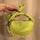 item listed by ryarasribeiro