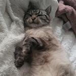 miaamimiami's profile picture