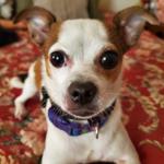 bluemoldmochi's profile picture