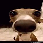 shaneeicholtz's profile picture