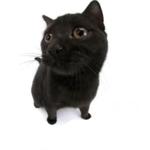 catierlvs's profile picture