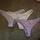 item listed by alissawalkerrrr