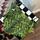 item listed by waterwitchthreads