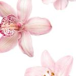 heavenlychoices's profile picture