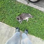 codeencaoboy's profile picture