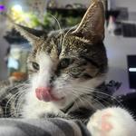 lattebunny's profile picture
