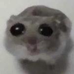 starsoupgirl's profile picture