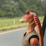 brayces's profile picture