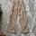 item listed by norah_lynne
