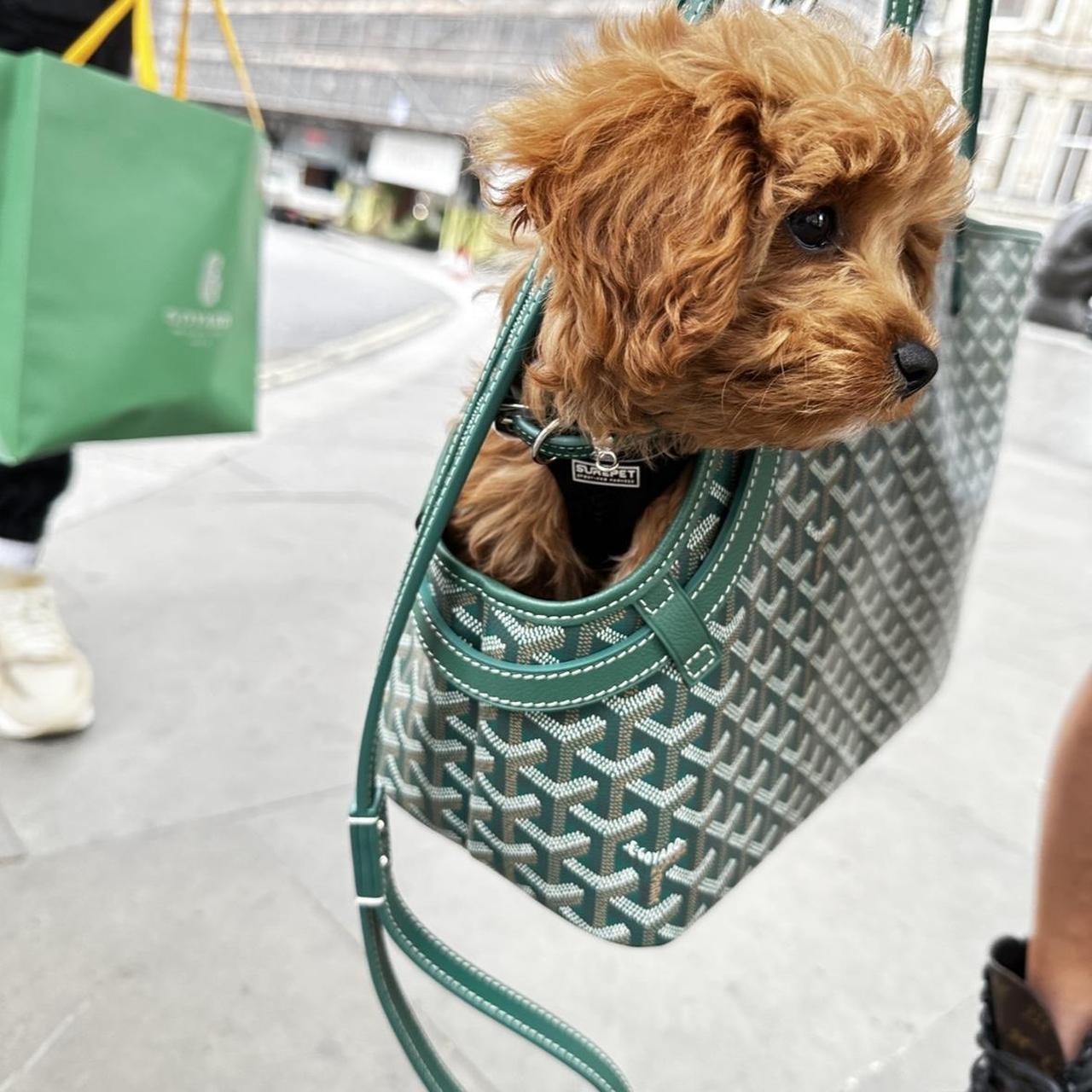 Goyard pet bag best sale