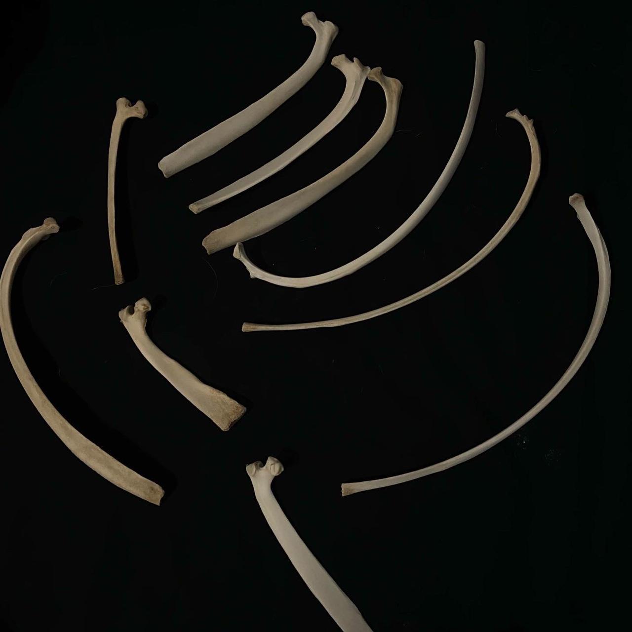 6 piece rib cage deer bones bundle with a mystery... - Depop