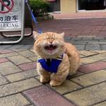 samthesambaman's profile picture