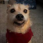 astridmania's profile picture