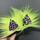 item listed by the_manic_collector