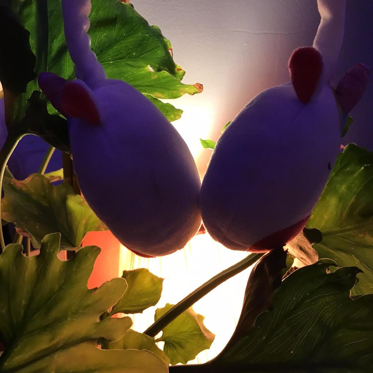 squishmallow homemade ear muffs squishmallow... Depop