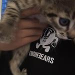 edessy's profile picture