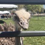 alijay41's profile picture