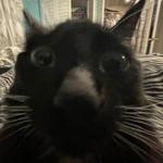 iigster's profile picture