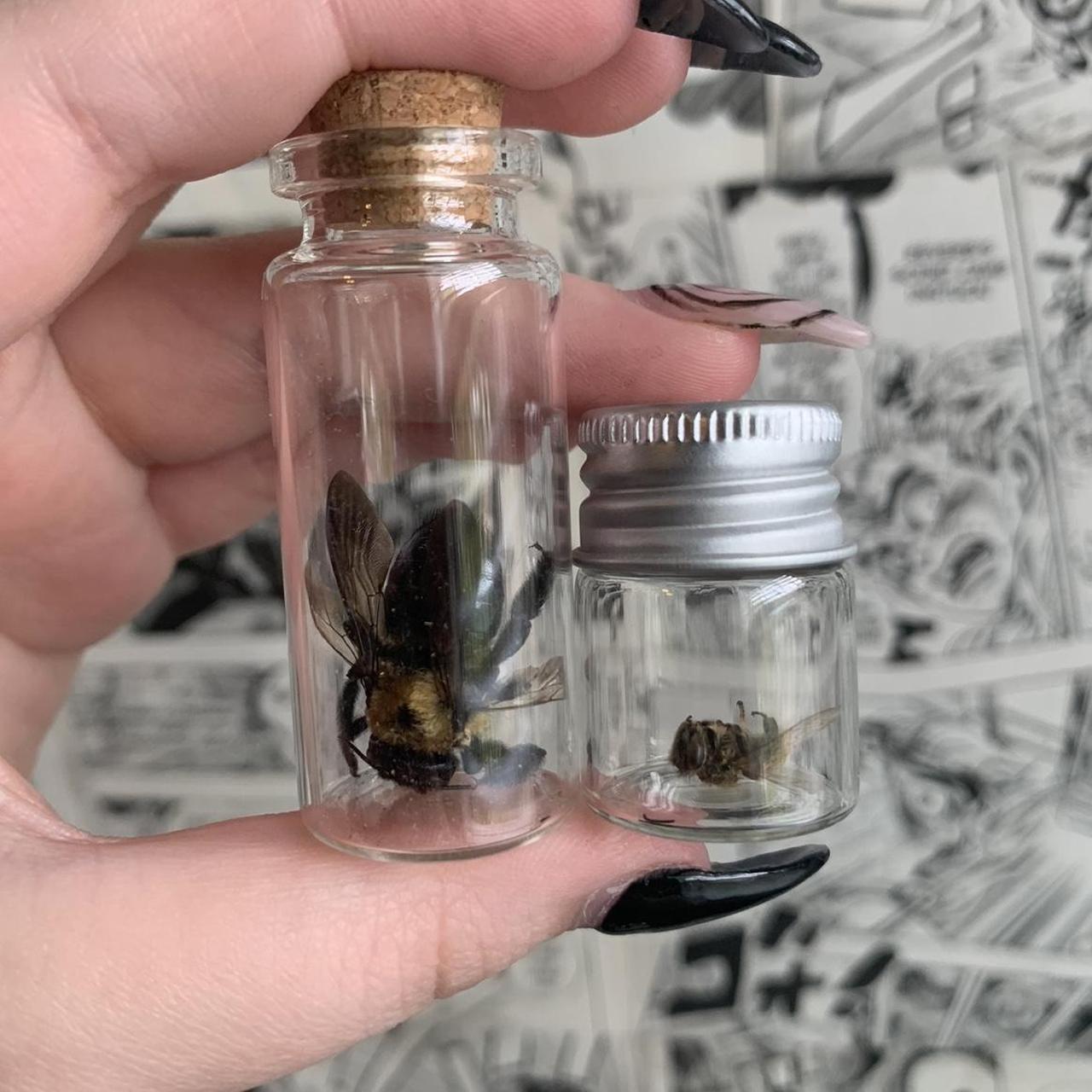 preserved bee bundle - carpenter bee (missing some... - Depop