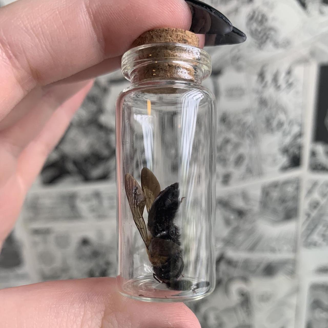preserved bee bundle - carpenter bee (missing some... - Depop