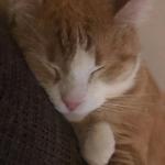 hubao's profile picture