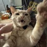 linktwinkie's profile picture