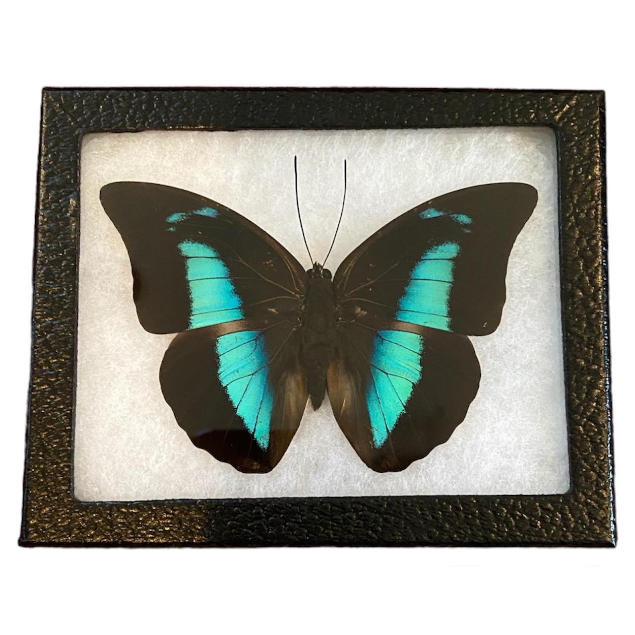 Butterfly decor - Depop