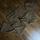 item listed by phasetwothreads