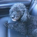 shopdeci's profile picture