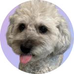 tokibearstudio's profile picture
