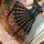 item listed by coscoscookies