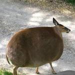 bunnyprincess404's profile picture