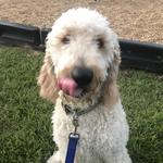 lettyaracely's profile picture
