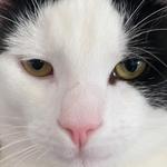 jerusalemyorsi's profile picture