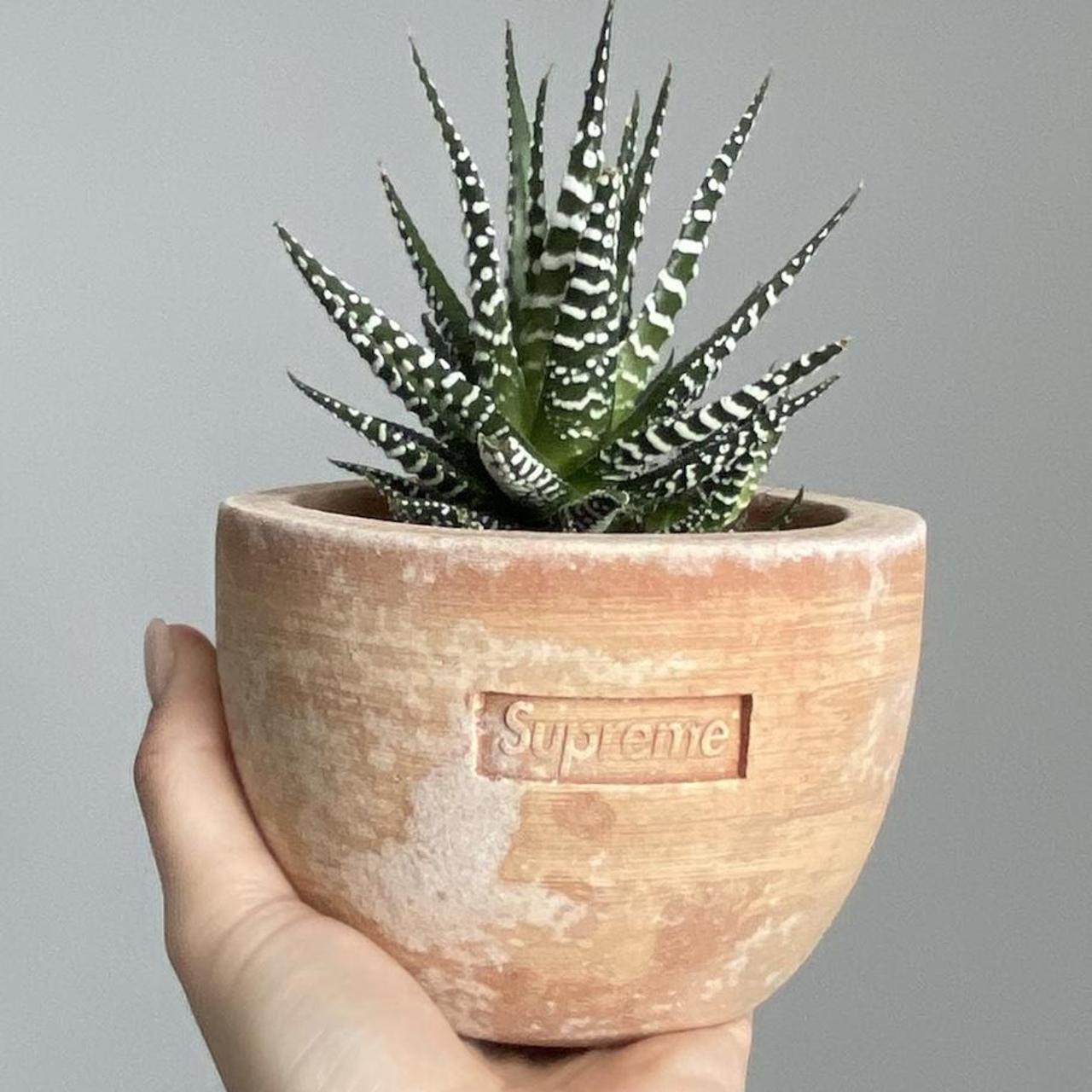 純正売れ筋 Supreme Poggi Ugo Small Planter - 園芸用品